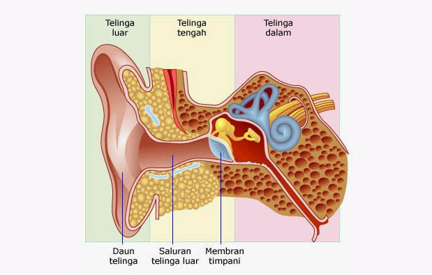 bagian bagian telinga dan fungsinya